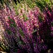 Vřes obecný 'Lilli' (Garden girls®) - Calluna vulgaris 'Lilli' (Garden girls®)