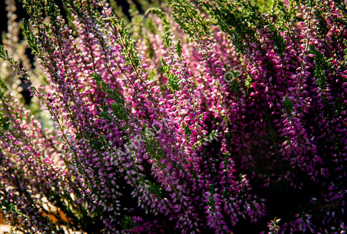Vřes obecný 'Lilli' (Garden girls®) - Calluna vulgaris 'Lilli' (Garden girls®)