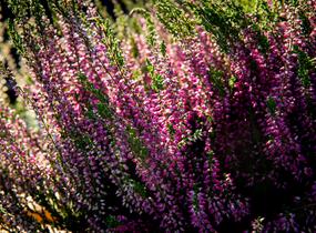 Vřes obecný 'Lilli' (Garden girls®) - Calluna vulgaris 'Lilli' (Garden girls®)