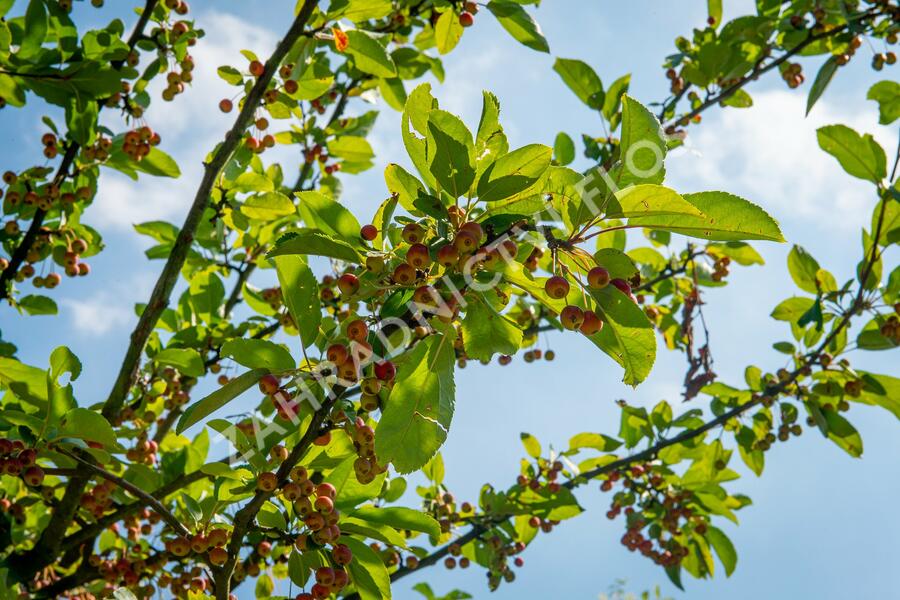 Okrasná jabloň 'Doldo' - Malus 'Doldo'