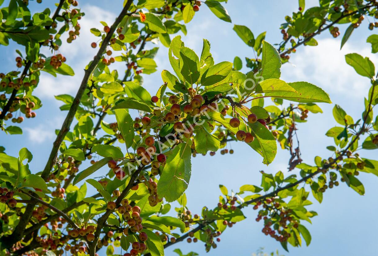 Jabloň okrasná 'Doldo' - Malus 'Doldo'