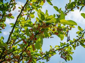 Jabloň okrasná 'Doldo' - Malus 'Doldo'