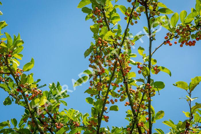Jabloň okrasná 'Doldo' - Malus 'Doldo'