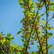 Okrasná jabloň 'Doldo' - Malus 'Doldo'