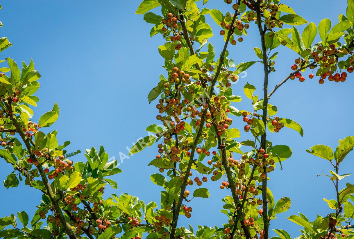 Jabloň okrasná 'Doldo' - Malus 'Doldo'
