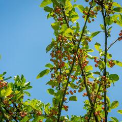 Jabloň okrasná 'Doldo' - Malus 'Doldo'
