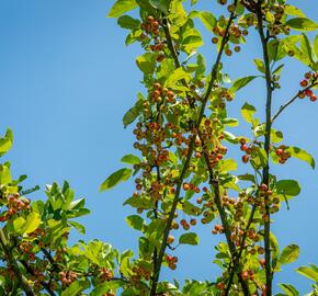 Okrasná jabloň 'Doldo' - Malus 'Doldo'