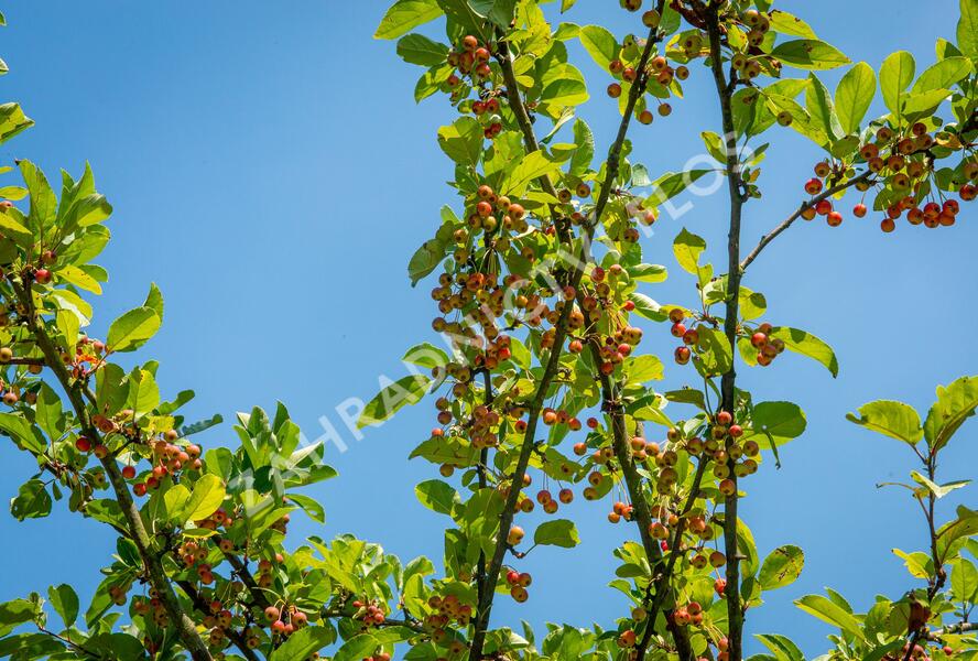 Jabloň okrasná 'Doldo' - Malus 'Doldo'