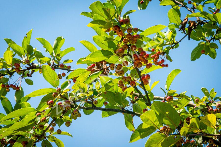 Jabloň okrasná 'Doldo' - Malus 'Doldo'