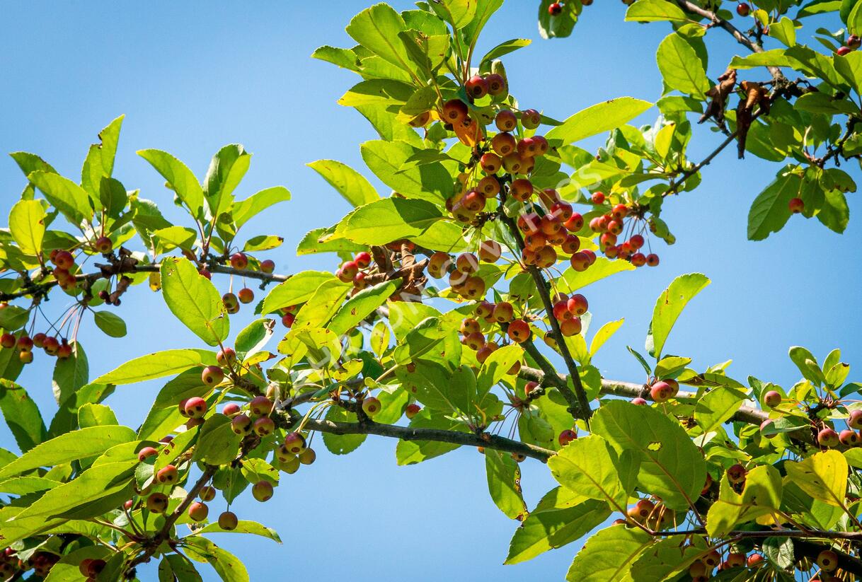 Jabloň okrasná 'Doldo' - Malus 'Doldo'
