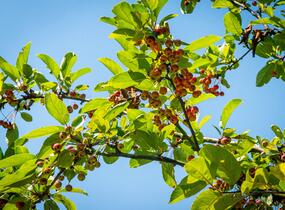 Jabloň okrasná 'Doldo' - Malus 'Doldo'