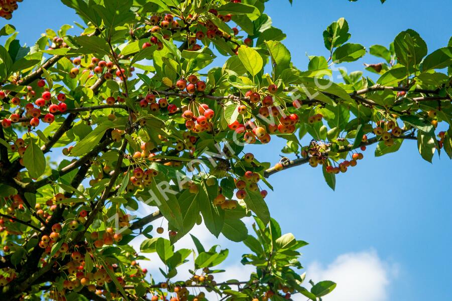 Jabloň okrasná 'Doldo' - Malus 'Doldo'