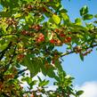 Okrasná jabloň 'Doldo' - Malus 'Doldo'