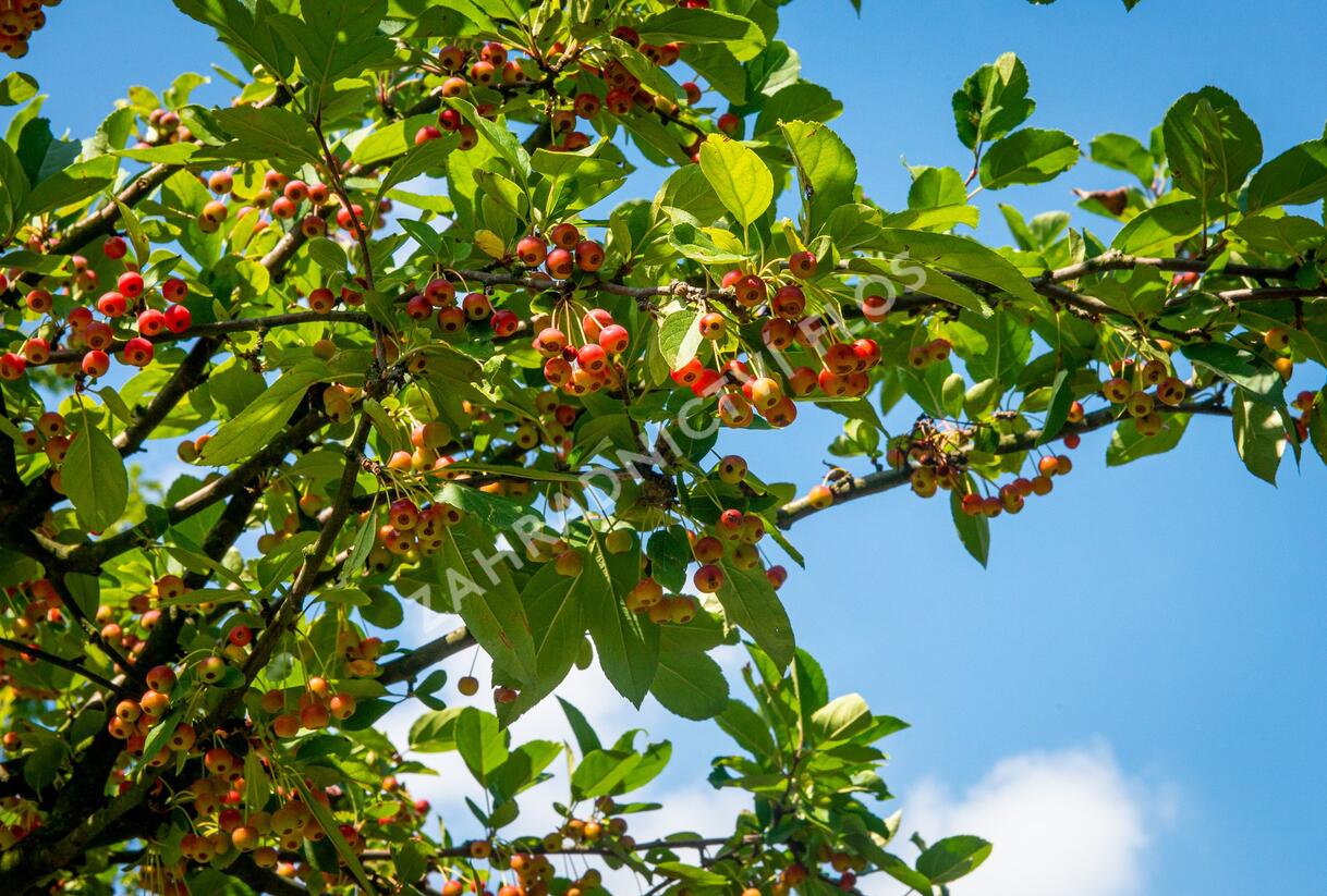 Jabloň okrasná 'Doldo' - Malus 'Doldo'
