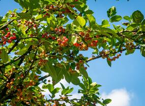 Jabloň okrasná 'Doldo' - Malus 'Doldo'