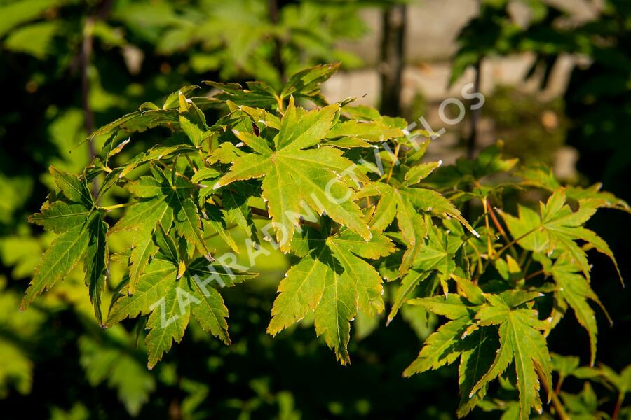 Javor dlanitolistý 'Going Green' - Acer palmatum 'Going Green'