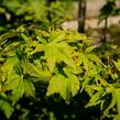 Javor dlanitolistý 'Going Green' - Acer palmatum 'Going Green'