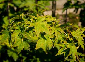 Javor dlanitolistý 'Going Green' - Acer palmatum 'Going Green'