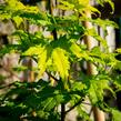 Javor dlanitolistý 'Going Green' - Acer palmatum 'Going Green'