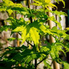 Javor dlanitolistý 'Going Green' - Acer palmatum 'Going Green'