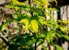 Javor dlanitolistý 'Going Green' - Acer palmatum 'Going Green'