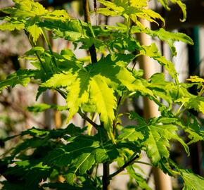 Javor dlanitolistý 'Going Green' - Acer palmatum 'Going Green'