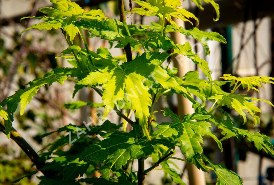 Javor dlanitolistý 'Going Green' - Acer palmatum 'Going Green'