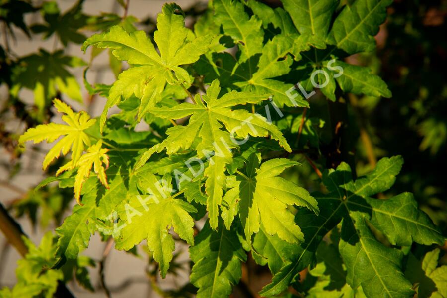 Javor dlanitolistý 'Going Green' - Acer palmatum 'Going Green'
