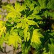 Javor dlanitolistý 'Going Green' - Acer palmatum 'Going Green'