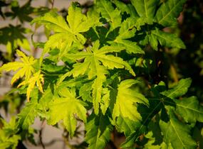 Javor dlanitolistý 'Going Green' - Acer palmatum 'Going Green'