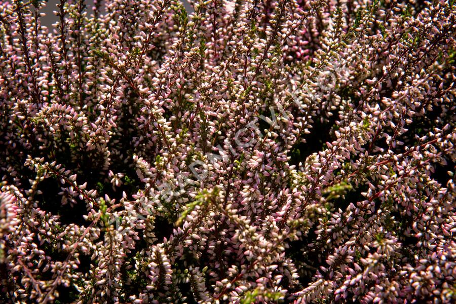 Vřes obecný 'Lena' (Garden girls®) - Calluna vulgaris 'Lena' (Garden girls®)