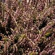 Vřes obecný 'Lena' (Garden girls®) - Calluna vulgaris 'Lena' (Garden girls®)