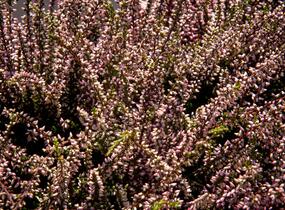 Vřes obecný 'Lena' (Garden girls®) - Calluna vulgaris 'Lena' (Garden girls®)