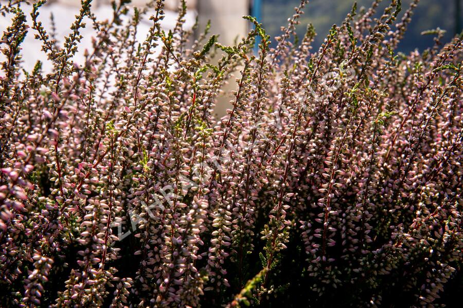 Vřes obecný 'Lena' (Garden girls®) - Calluna vulgaris 'Lena' (Garden girls®)