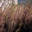Vřes obecný 'Lena' (Garden girls®) - Calluna vulgaris 'Lena' (Garden girls®)