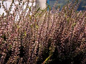 Vřes obecný 'Lena' (Garden girls®) - Calluna vulgaris 'Lena' (Garden girls®)