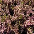 Vřes obecný 'Lena' (Garden girls®) - Calluna vulgaris 'Lena' (Garden girls®)