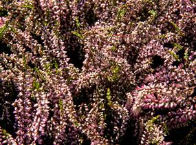 Vřes obecný 'Lena' (Garden girls®) - Calluna vulgaris 'Lena' (Garden girls®)