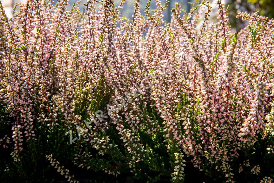 Vřes obecný 'Lena' (Garden girls®) - Calluna vulgaris 'Lena' (Garden girls®)