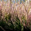 Vřes obecný 'Lena' (Garden girls®) - Calluna vulgaris 'Lena' (Garden girls®)