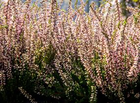 Vřes obecný 'Lena' (Garden girls®) - Calluna vulgaris 'Lena' (Garden girls®)