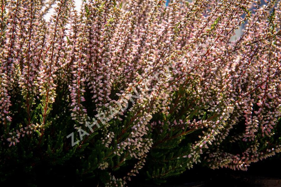 Vřes obecný 'Lena' (Garden girls®) - Calluna vulgaris 'Lena' (Garden girls®)