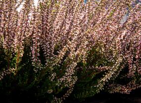 Vřes obecný 'Lena' (Garden girls®) - Calluna vulgaris 'Lena' (Garden girls®)