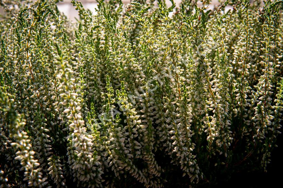 Vřes obecný 'Betty' (Garden girls®) - Calluna vulgaris 'Betty' (Garden girls®)