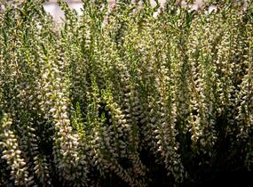 Vřes obecný 'Betty' (Garden girls®) - Calluna vulgaris 'Betty' (Garden girls®)
