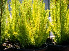 Vřesovec stromovitý - Erica arborea