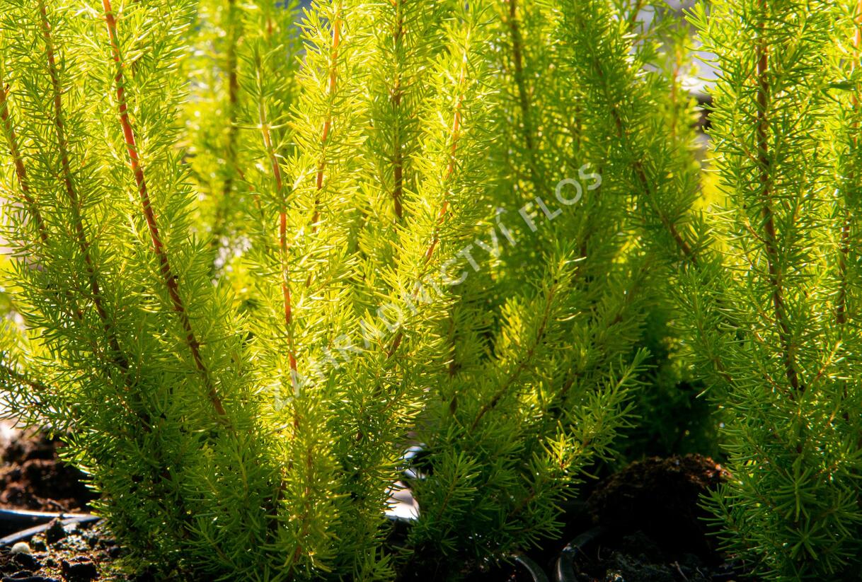 Vřesovec stromovitý - Erica arborea