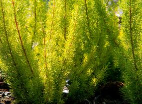 Vřesovec stromovitý - Erica arborea