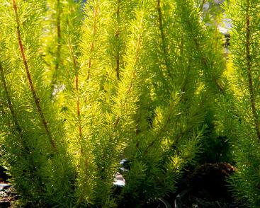 Vřesovec stromovitý