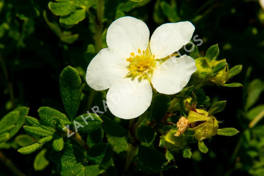 Mochna křovitá 'McKay's White' - Potentilla fruticosa 'McKay's White'